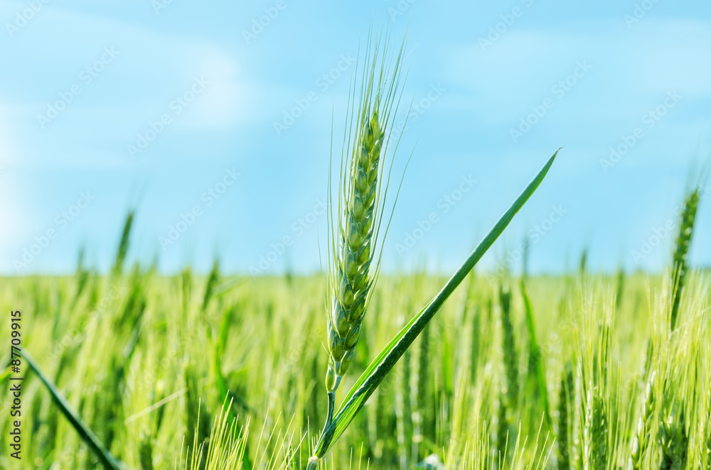 green cereal plant under deep blue sky