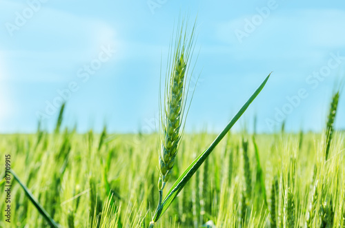 green cereal plant under deep blue sky