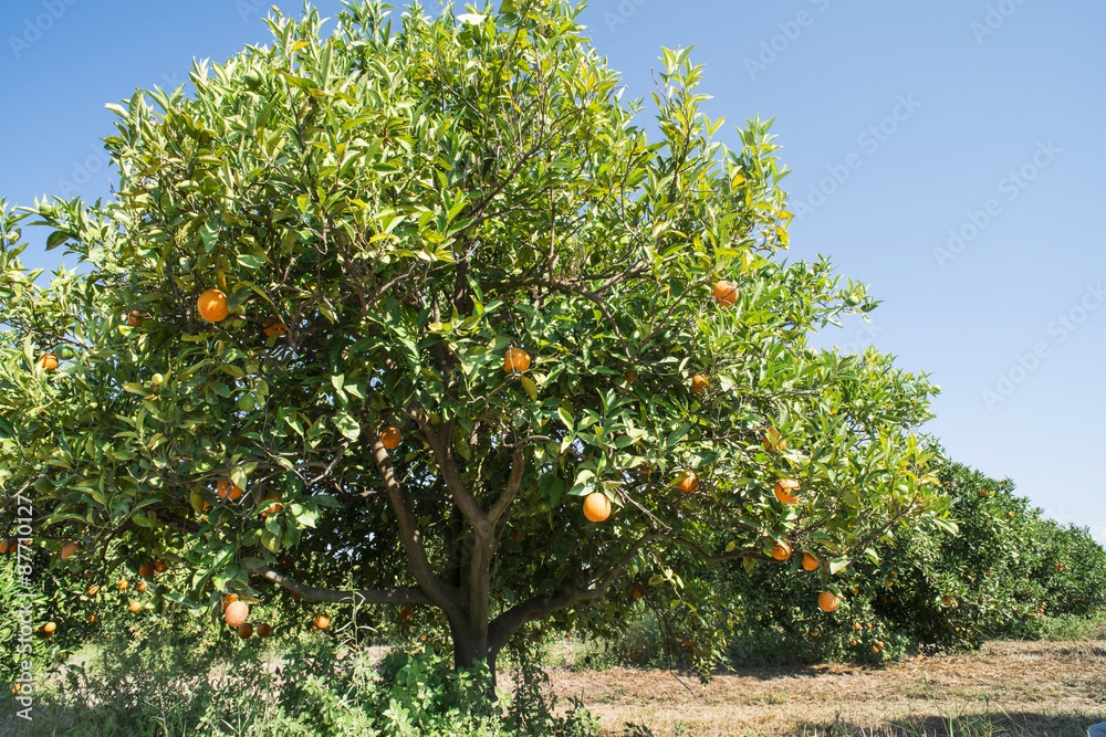 Fototapeta premium Orange trees in plantation