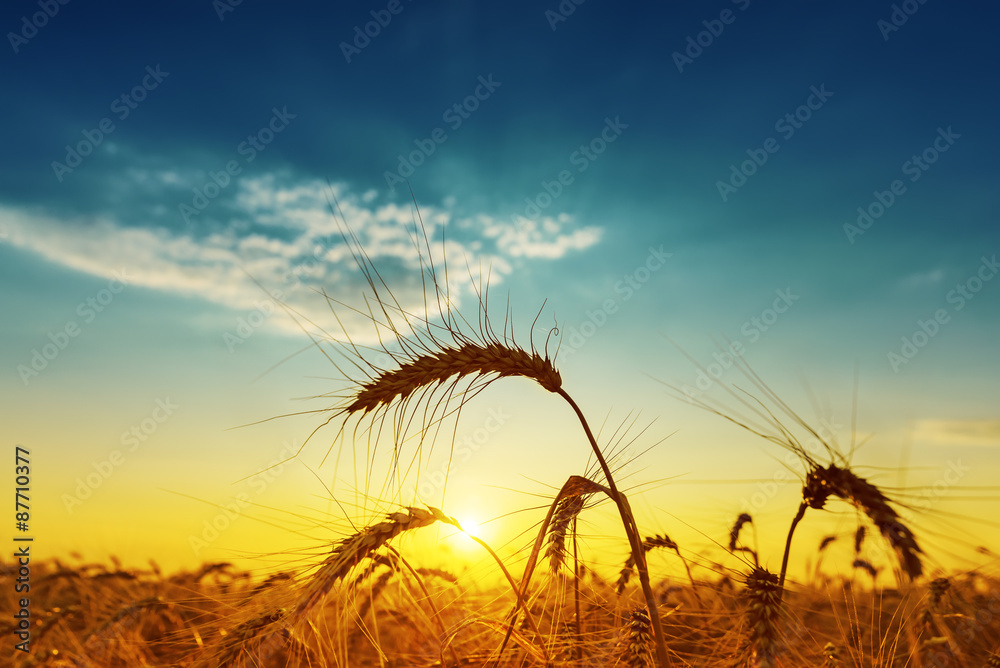 golden harvest under blue cloudy sky on sunset - obrazy, fototapety, plakaty 