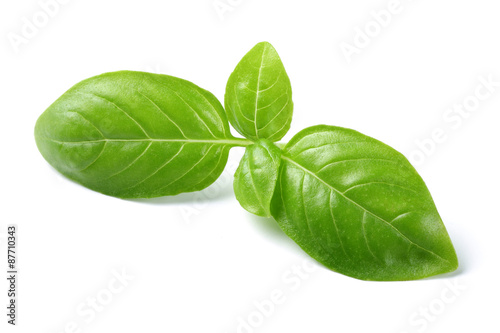 Fresh Basil