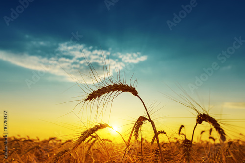 Φωτογραφία golden harvest under blue cloudy sky on sunset