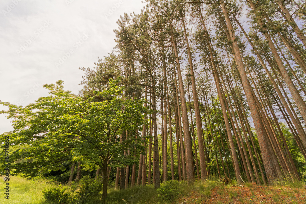 Trees landscape. Trees landscape.