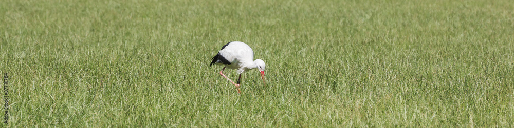Fototapeta premium Storch frisst auf feuchter Wiese