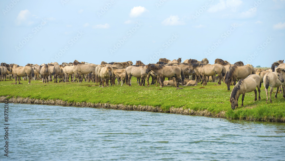 Herd of wild horses running along a river in summer Herd of wild horses running along a river in summer