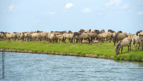 Herd of wild horses running along a river in summer