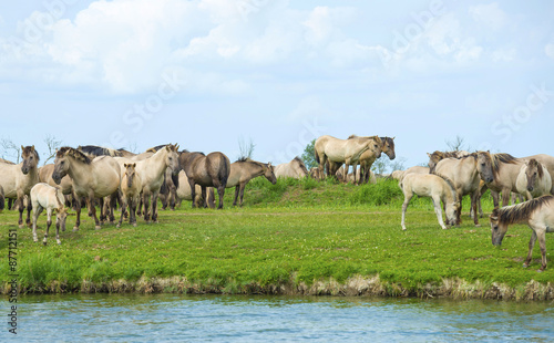 Herd of wild horses running along a river in summer