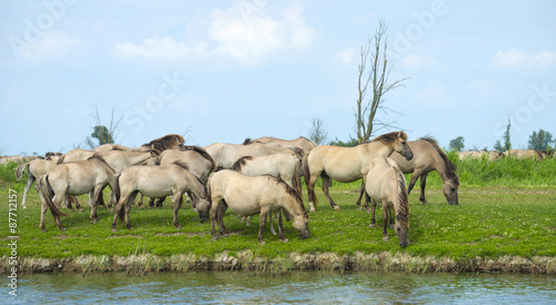 Herd of wild horses running along a river in summer