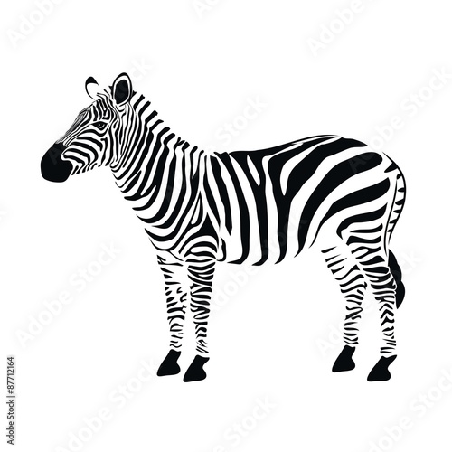 Zebra vector