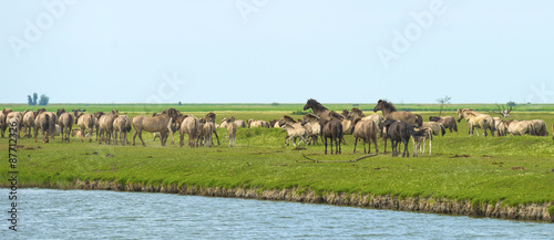 Herd of wild horses running along a river in summer © Naj