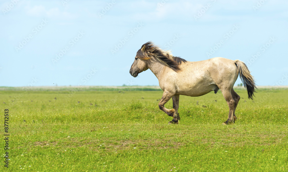 Wild horse in a fiield in summer Wild horse in a fiield in summer