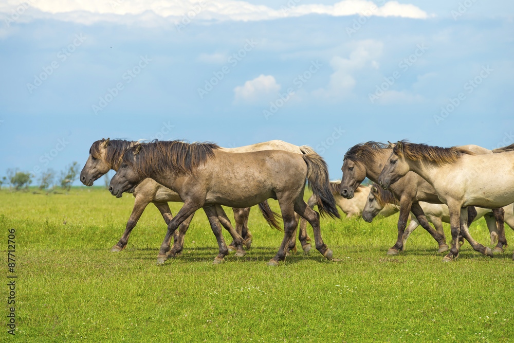 Herd of wild horses running in a field in summer Herd of wild horses running in a field in summer