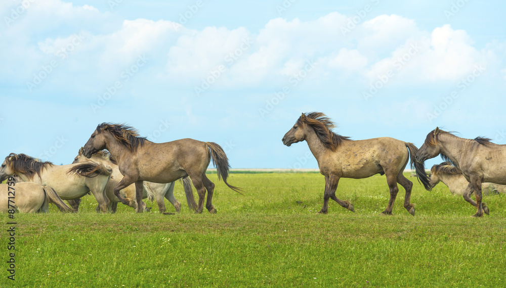 Fototapeta premium Herd of wild horses running in a field in summer
