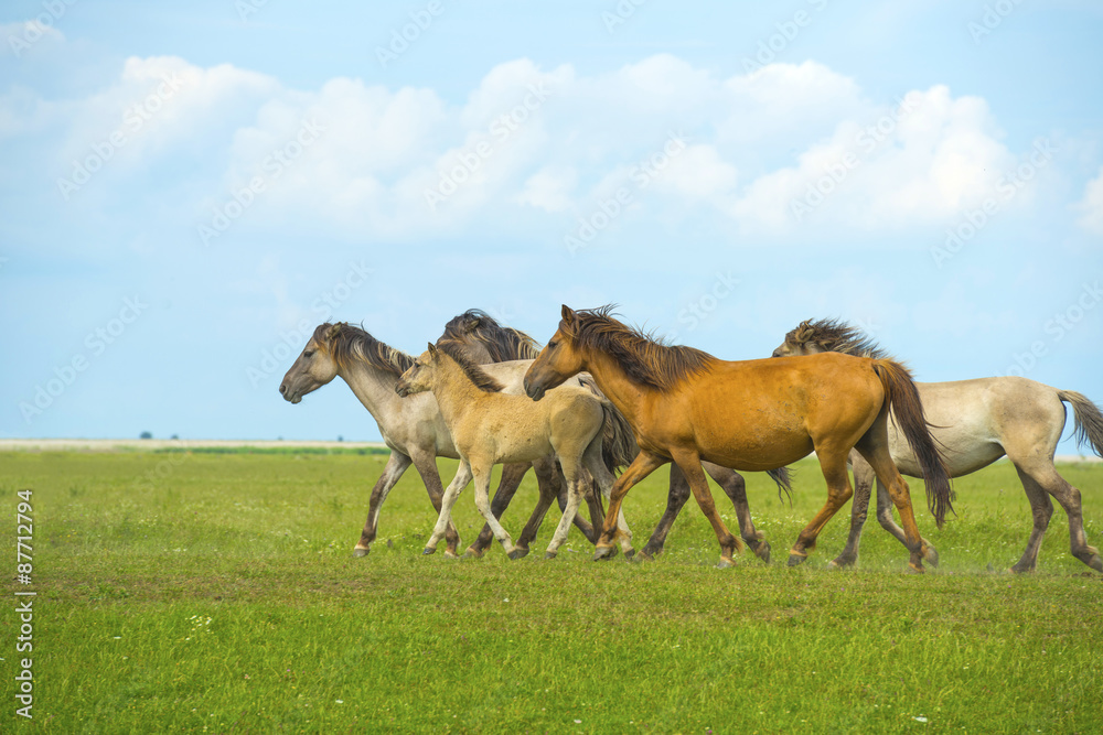 Obraz premium Herd of wild horses running in a field in summer