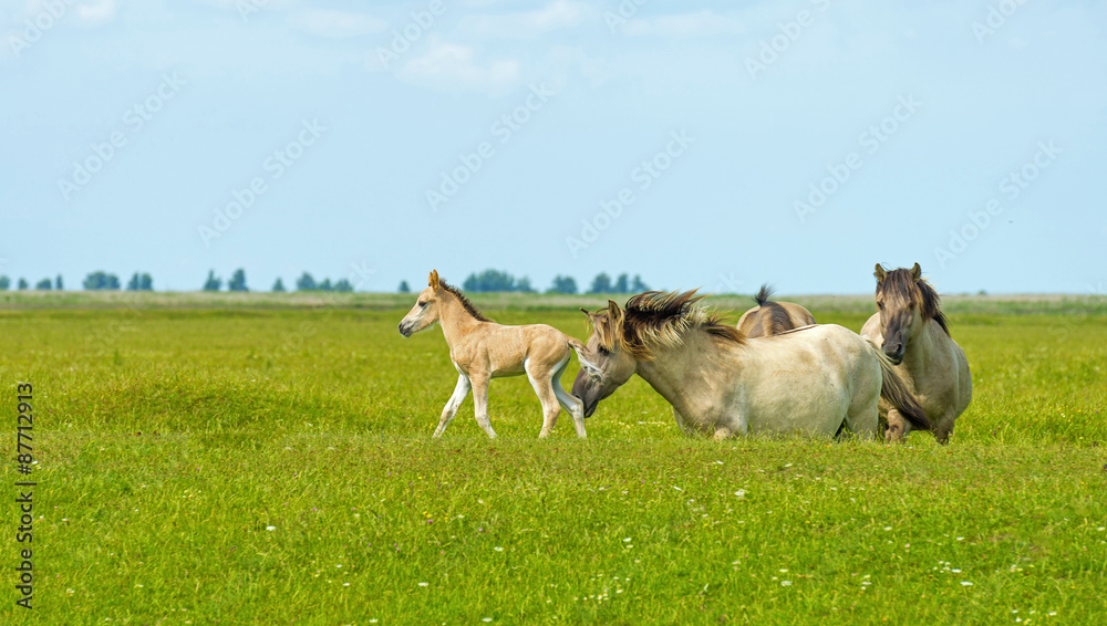 Obraz premium Herd of wild horses running in a field in summer