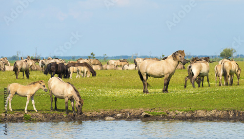 Herd of wild horses running along a river in summer