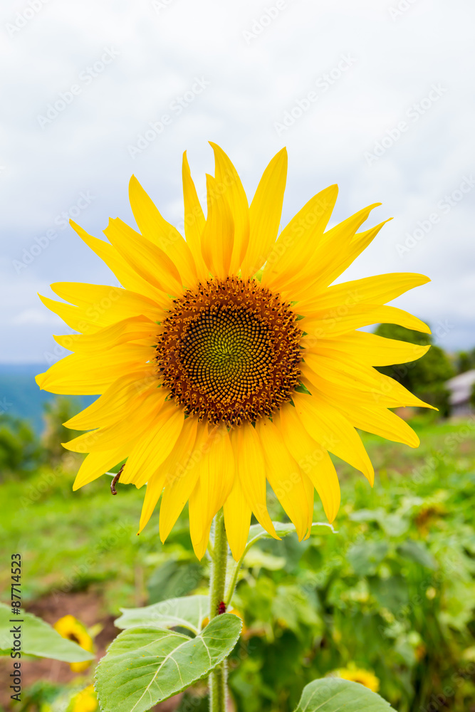 Sunflower with mountain background Sunflower with mountain background