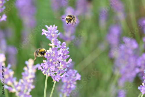 Bumble Bees and Lavender © MLA Photography