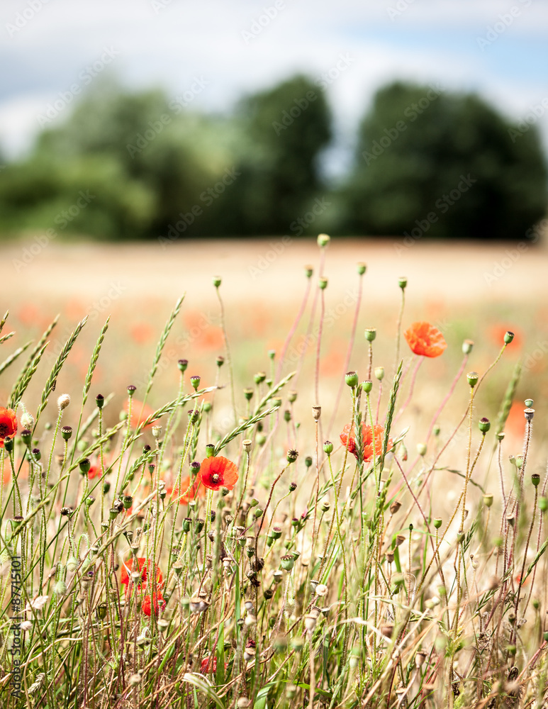 Fototapeta premium English rural detail. Shallow focus on hedgerow flora growing in a spring field in the English countryside.