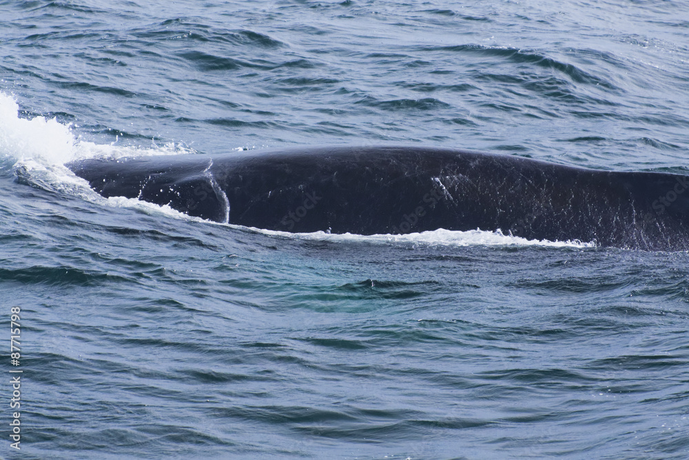 Fototapeta premium Whale watching.