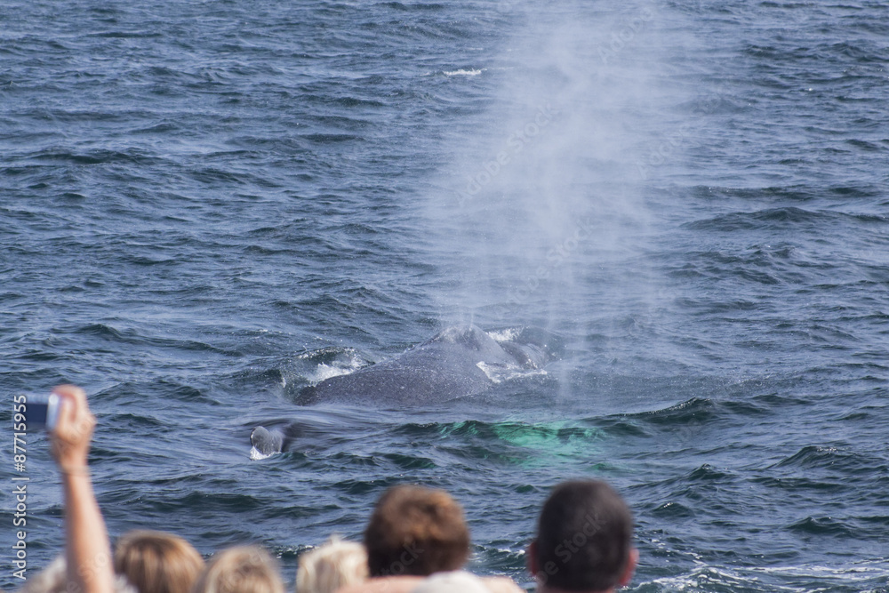 Naklejka premium Whale watching.