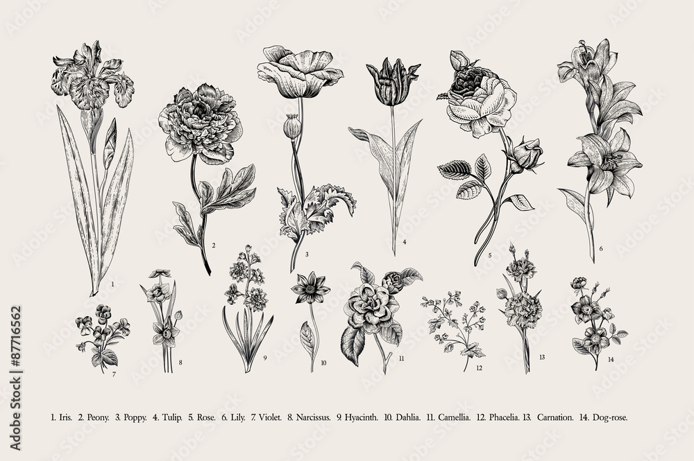 Fototapeta premium Botany. Set. Vintage flowers. Black and white illustration in the style of engravings.