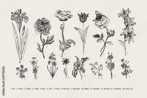 Fototapeta Naklejka Na Ścianę i Meble -  Botany. Set. Vintage flowers. Black and white illustration in the style of engravings.