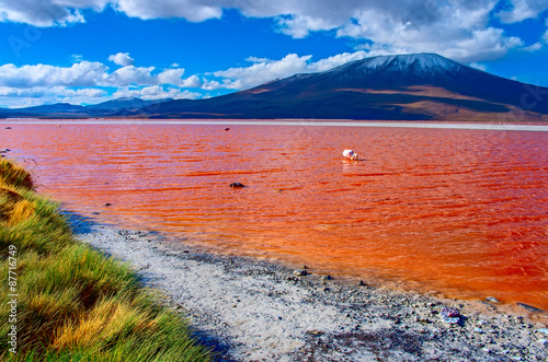 Flamingoes in Laguna Colorada , Uyuni, Bolivia