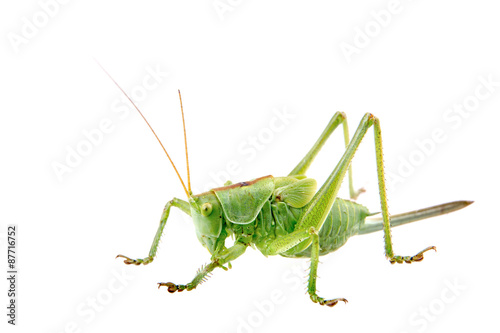 Obraz na płótnie Green grasshopper on a white background