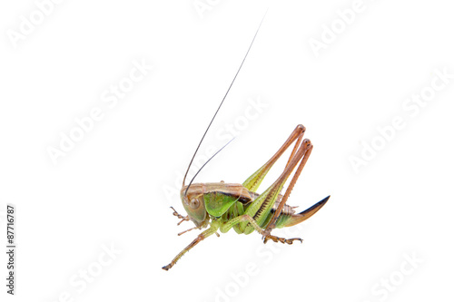 Green brown grasshopper on a white background