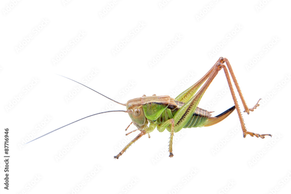 Green brown grasshopper on a white background Green brown grasshopper on a white background