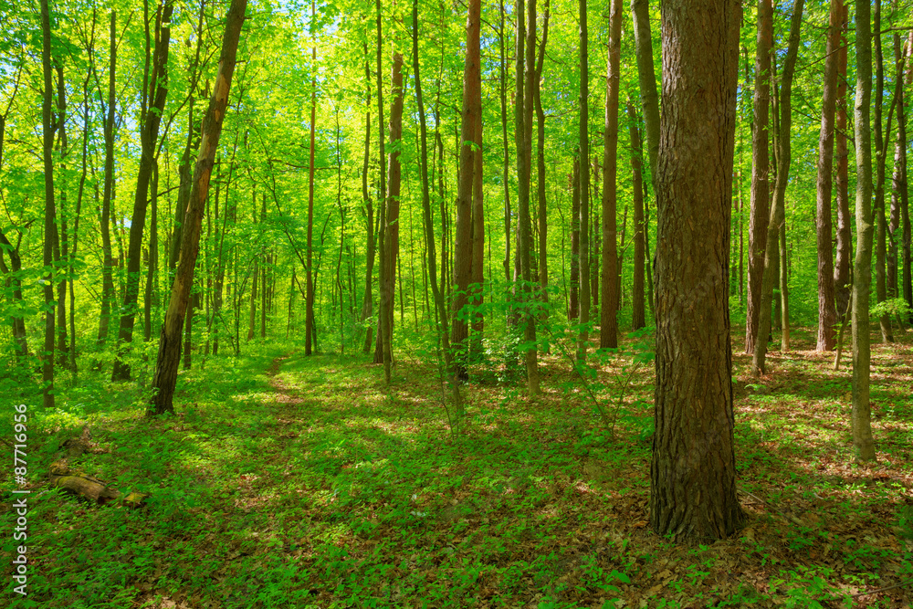 Green Deciduous Forest Summer Nature. Sunny Trees And Green Gras