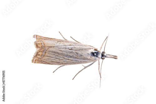 Gray moth on a white background photo