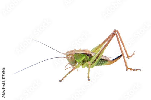 Green brown grasshopper on a white background © NERYX