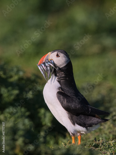 Atlantic Puffin with beak full of Sandeals 5 © Martin Pateman-Lewis