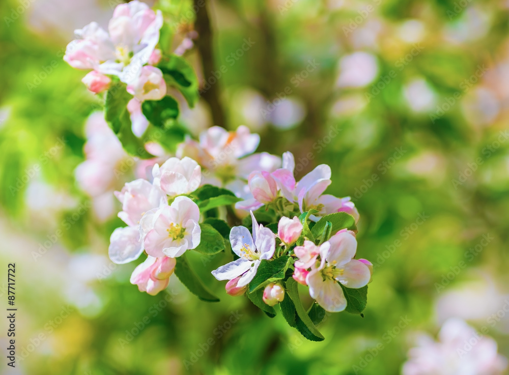 Blossoming tree branch Blossoming tree branch