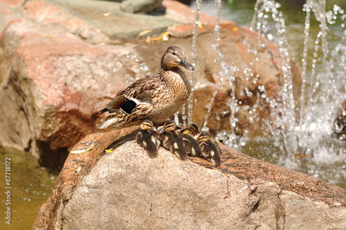 Wild Duck and cubs sit on a rock near the fountain.