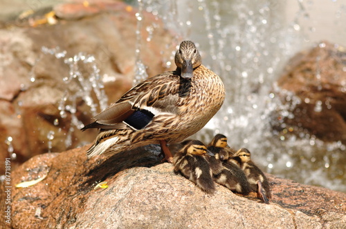 Wild Duck and cubs sit on a rock near the fountain.