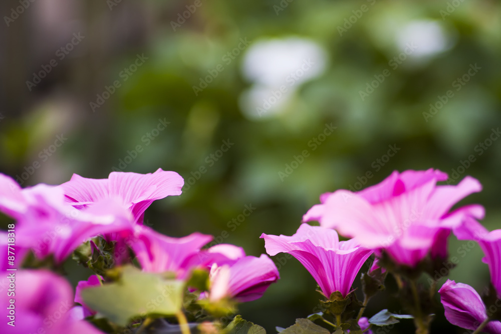 Fototapeta premium flower a1