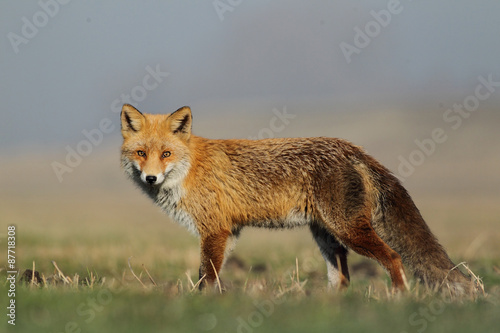 Red fox © adamfichna
