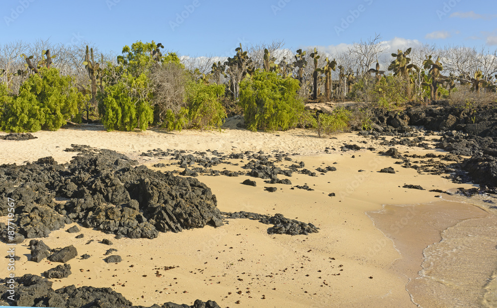 Unusual Vegetation on a Tropical Beach Unusual Vegetation on a Tropical Beach
