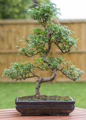 Acrylglasbilder Bonsai Pfefferbaum-Bonsai im Freien  © paul_brighton