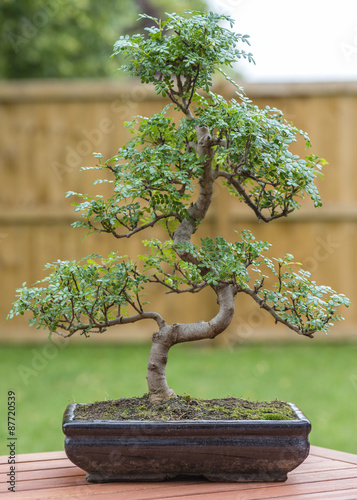 Bonsai - Pepper tree bonsai outdoors.