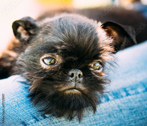 Black Dog Griffon Bruxellois Brussels, Belge