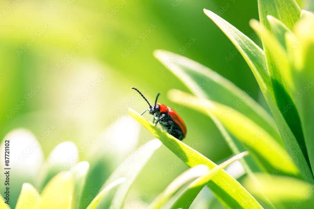 Naklejka premium Red insect on young green leaves