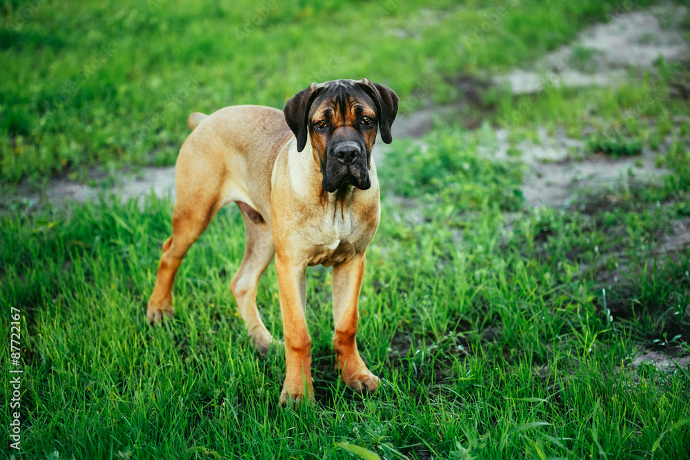 Cane Corso Whelp Puppy Standing On Green Grass Cane Corso Whelp Puppy Standing On Green Grass