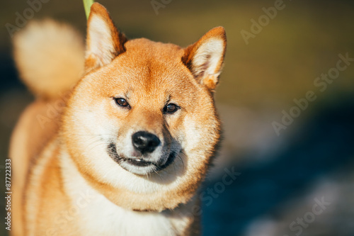 Close Up Beautiful Red Shiba Inu Puppy Dog Staying Outdoor © Grigory Bruev