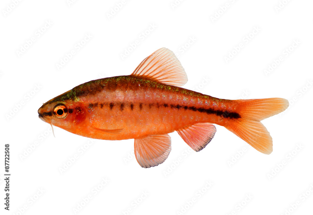 Obraz premium Aquarium fish cherry barb Puntius titteya freshwater Barbus titteya 