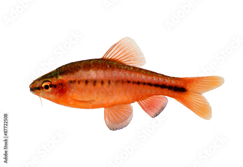 Aquarium fish cherry barb Puntius titteya freshwater Barbus titteya 