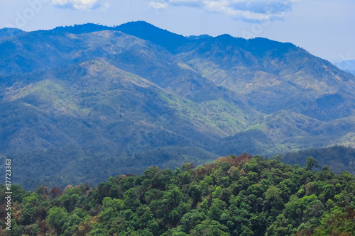 Aerial view of the forest